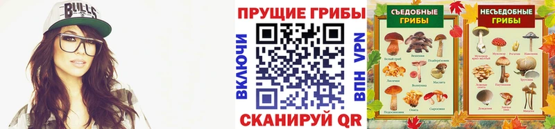 где можно купить   Светлоград  Псилоцибиновые грибы Cubensis 